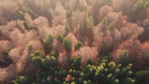 日の出の光の中で霧の松林の上に空中シーン 暖かい黄金の時間にカラフルな木々の上からのトップビュー — ストック動画