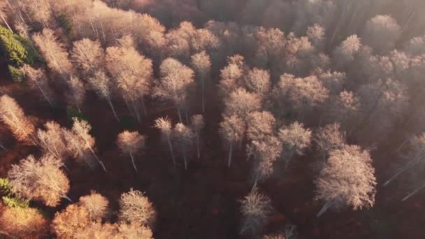 Luchtfoto Boven Een Mistig Dennenbos Bij Zonsopgang Bovenaanzicht Kleurrijke Boomtoppen — Stockvideo