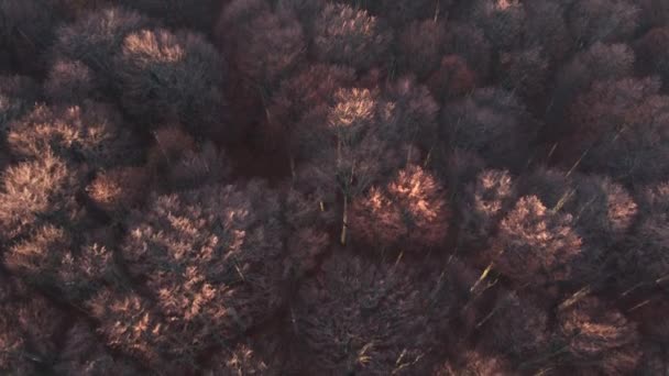 暖かい日の出の光の中でカラフルな松や落葉樹林の上のビュー — ストック動画