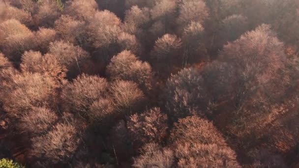 暖かい日の出の光の中でカラフルな松や落葉樹林の上のビュー — ストック動画