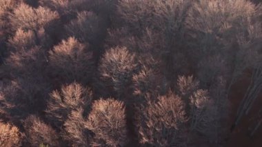 Renkli çam ağaçlarının ve yaprak döken ormanların tepesinden gün doğumunun sıcağına.