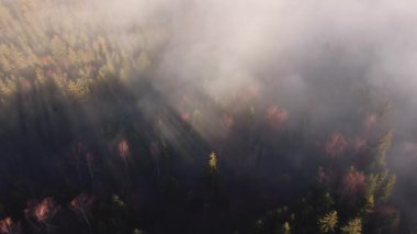 Güneşin doğuşuyla sisli bir çam ormanının üzerindeki hava sahnesi. Sıcak altın saatinde renkli ağaçların tepesinden yukarısı