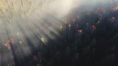 Güneşin doğuşuyla sisli bir çam ormanının üzerindeki hava sahnesi. Sıcak altın saatinde renkli ağaçların tepesinden yukarısı