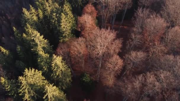 Top Kilátás Nyílik Színes Fenyő Lombhullató Erdő Meleg Napfelkelte Fény — Stock videók