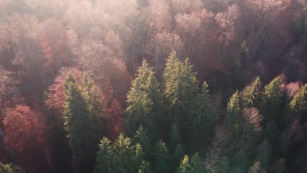 日の出の光の中で霧の松林の上に空中シーン 暖かい黄金の時間にカラフルな木々の上からのトップビュー — ストック動画