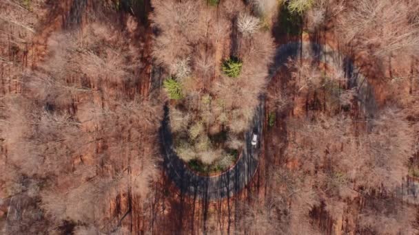 Letecké Záběry Přes Zaoblenou Silnici Vedoucí Lesem Pozdním Podzimním Ránu — Stock video