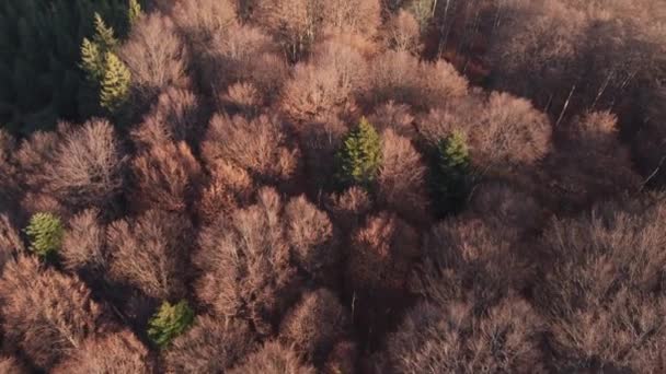Vista Superior Sobre Pinho Colorido Floresta Caduca Luz Quente Nascer — Vídeo de Stock