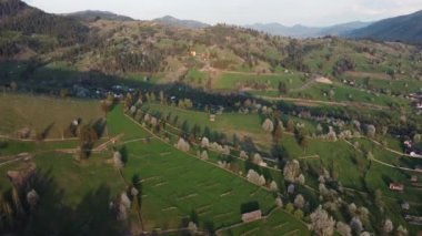 Bucovina 'da çiçek açan ağaçlı yeşil tepeler. Romanya 'nın dağlık bölgesinde çiçek açan kirazlarla ilkbahar manzarası