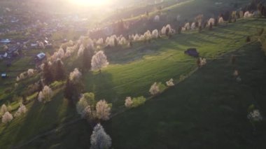 Bucovina 'da çiçek açan ağaçlı yeşil tepeler. Romanya 'nın dağlık bölgesinde çiçek açan kirazlarla ilkbahar manzarası