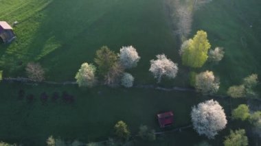 Bucovina 'da çiçek açan ağaçlı yeşil tepeler. Romanya 'nın dağlık bölgesinde çiçek açan kirazlarla ilkbahar manzarası