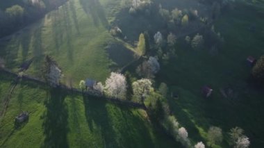 Bucovina 'da çiçek açan ağaçlı yeşil tepeler. Romanya 'nın dağlık bölgesinde çiçek açan kirazlarla ilkbahar manzarası