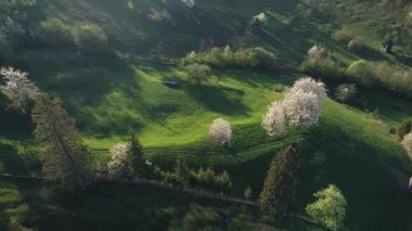 Bucovina 'da çiçek açan ağaçlı yeşil tepeler. Romanya 'nın dağlık bölgesinde çiçek açan kirazlarla ilkbahar manzarası