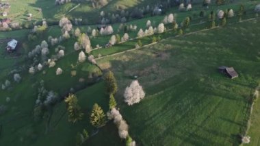 Bucovina 'da çiçek açan ağaçlı yeşil tepeler. Romanya 'nın dağlık bölgesinde çiçek açan kirazlarla ilkbahar manzarası
