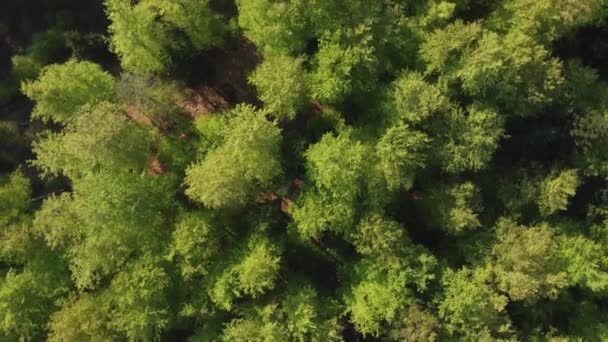 Flygfoto Ovanifrån Den Gröna Skogen Med Lövverk Våren — Stockvideo