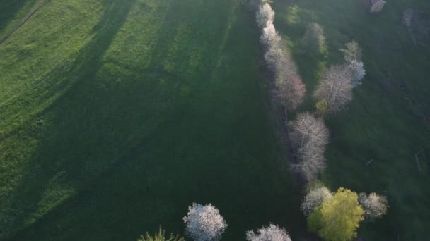 Groene Heuvels Met Bloeiende Bomen Bucovina Voorjaar Landelijk Landschap Met — Stockvideo