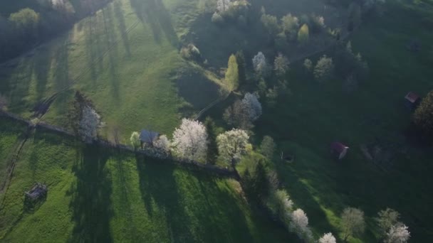 Zelené Kopce Kvetoucími Stromy Bucovině Jarní Venkovská Krajina Kvetoucími Třešněmi — Stock video