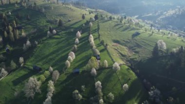 Bucovina 'da çiçek açan ağaçlı yeşil tepeler. Romanya 'nın dağlık bölgesinde çiçek açan kirazlarla ilkbahar manzarası