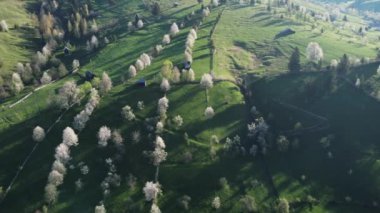 Bucovina 'da çiçek açan ağaçlı yeşil tepeler. Romanya 'nın dağlık bölgesinde çiçek açan kirazlarla ilkbahar manzarası