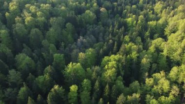 Baharda yeşilliklerle kaplı yeşil ormanın havadan görünüşü
