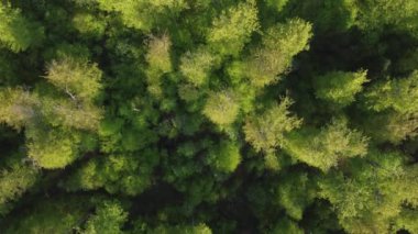 Baharda yeşilliklerle kaplı yeşil ormanın havadan görünüşü