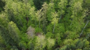 Baharda yeşilliklerle kaplı yeşil ormanın havadan görünüşü