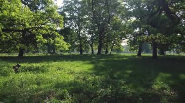 Transilvanya 'da çiçek açan yabani sarımsak dolu ormanın havadan görünüşü