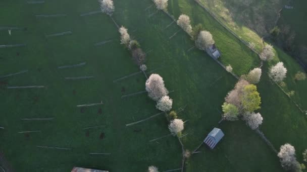 Πράσινοι Λόφοι Ανθισμένα Δέντρα Στην Bucovina Εαρινό Αγροτικό Τοπίο Ανθισμένα — Αρχείο Βίντεο