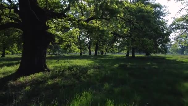 Vedere Aeriană Pădurii Pline Usturoi Sălbatic Înflorit Transilvania — Videoclip de stoc