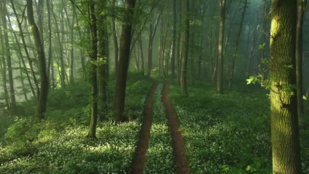 Transilvanya Çiçek Açan Yabani Sarımsak Dolu Ormanın Havadan Görünüşü — Stok video