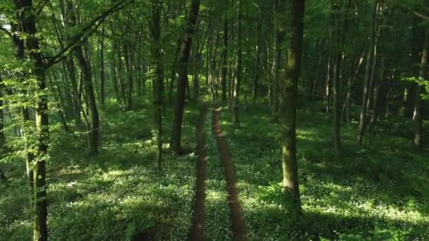 环球旅行中 空中俯瞰着一片盛开的野生大蒜林 — 图库视频影像