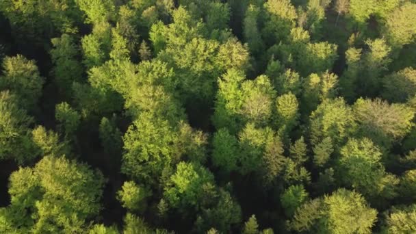春の緑の森の空中上からの眺め — ストック動画