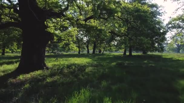 Vedere Aeriană Pădurii Pline Usturoi Sălbatic Înflorit Transilvania — Videoclip de stoc