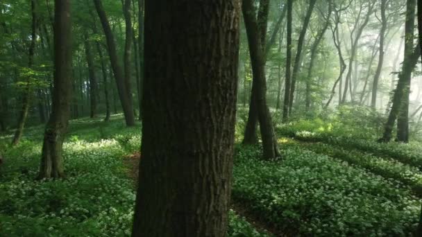 Vista Aérea Floresta Cheia Alho Selvagem Florescendo Transilvânia — Vídeo de Stock
