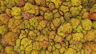 Güzel sisli bir sabahta renkli yaprak döken ormanın havadan görünüşü.