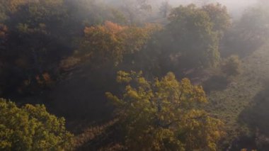 Güzel sisli bir sabahta renkli yaprak döken ormanın havadan görünüşü.
