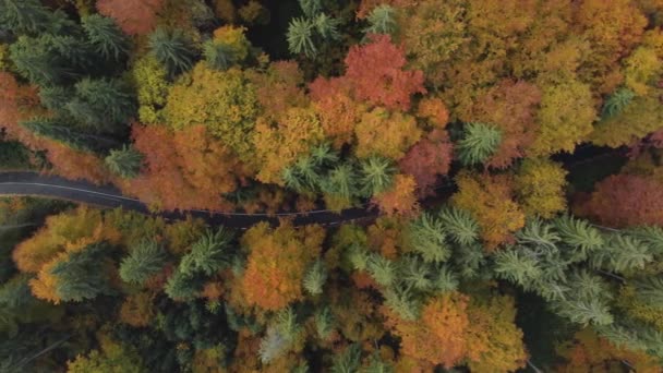 在一个美丽的雾蒙蒙的早晨 空中俯瞰着五彩斑斓的落叶森林 — 图库视频影像