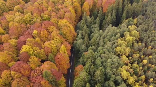 Вид Повітря Автомобілі Рухається Різнокольоровій Гірській Дорозі Проходить Через Листяний — стокове відео