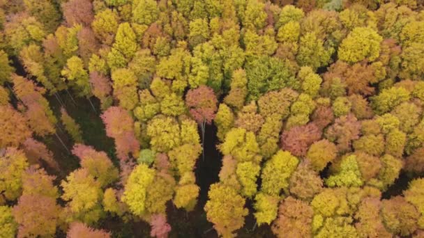 Güzel Sisli Bir Sabahta Renkli Yaprak Döken Ormanın Havadan Görünüşü — Stok video