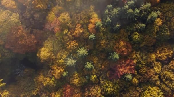 Veduta Aerea Della Foresta Decidua Colorata Una Bella Mattina Nebbiosa — Video Stock