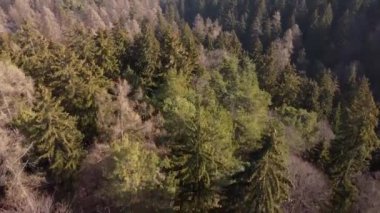 Baharda, güzel dağ ormanının üstündeki hava manzarası.
