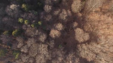 Baharda, güzel dağ ormanının üstündeki hava manzarası.