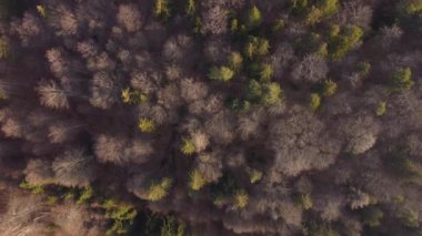 Baharda, güzel dağ ormanının üstündeki hava manzarası.