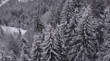 Kışın karla kaplı ağaçlarla kaplı donmuş bir ormanın havadan görünüşü. Transilvanya 'daki sinter ormanının en üst manzarası