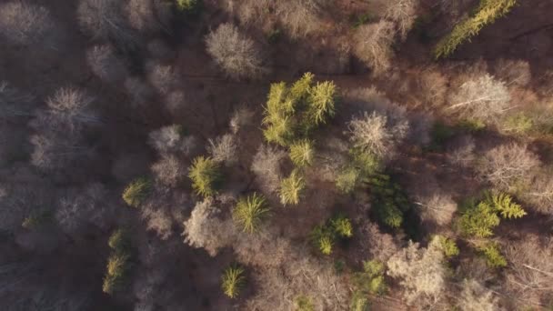 Luchtfoto Boven Het Prachtige Bergbos Het Voorjaar — Stockvideo