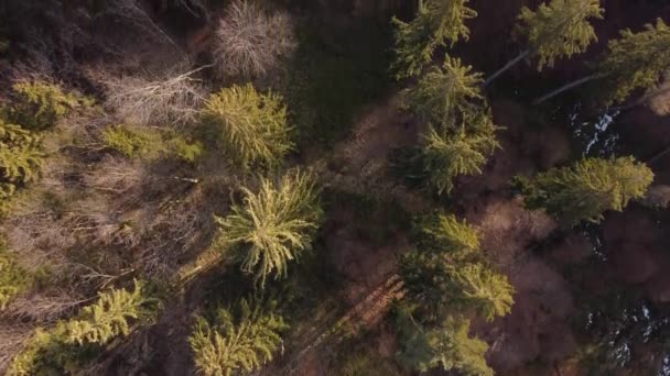 Luchtfoto Boven Het Prachtige Bergbos Het Voorjaar — Stockvideo