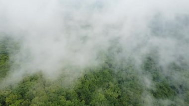 Güneşin doğuşuyla sisli ormanın üzerinde yaz uçuşu.
