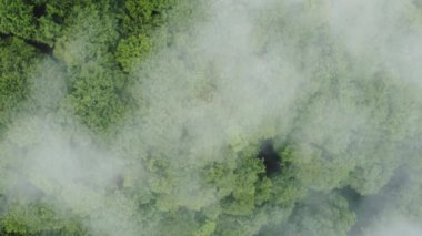 Güneşin doğuşuyla sisli ormanın üzerinde yaz uçuşu.