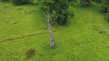 Romanya 'nın Breite Oak Reserve kentinin yaz havası manzarası. Sighisoara yakınlarındaki laik meşe ormanı