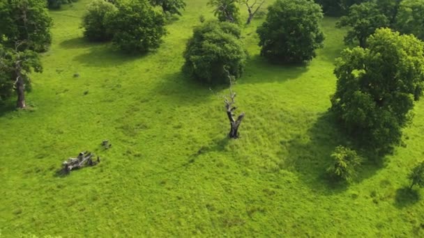 Vista Aérea Verano Reserva Breite Oak Rumania Bosque Roble Secular — Vídeos de Stock