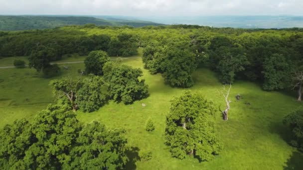 Letni Widok Lotu Ptaka Breite Oak Reserve Rumunia Las Dębowy — Wideo stockowe
